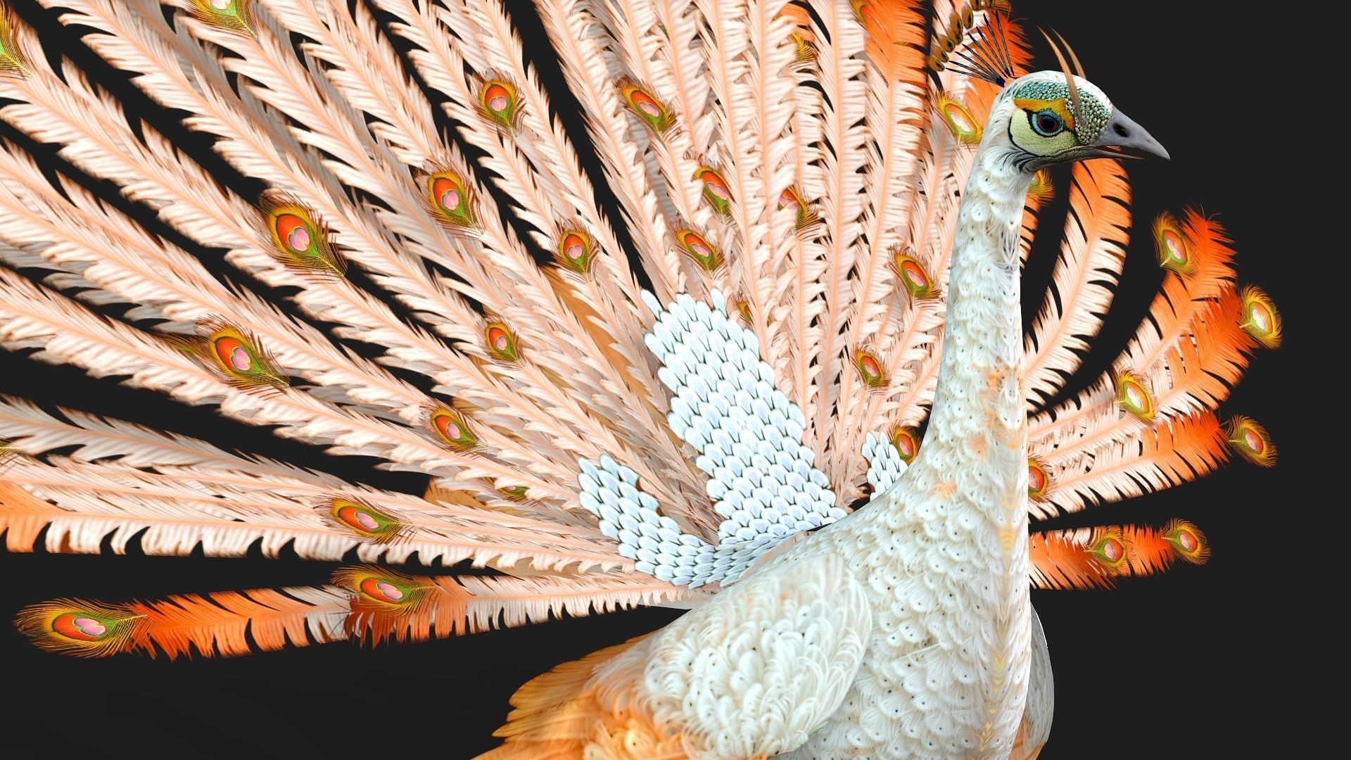 Peacock V5E 3D model_4