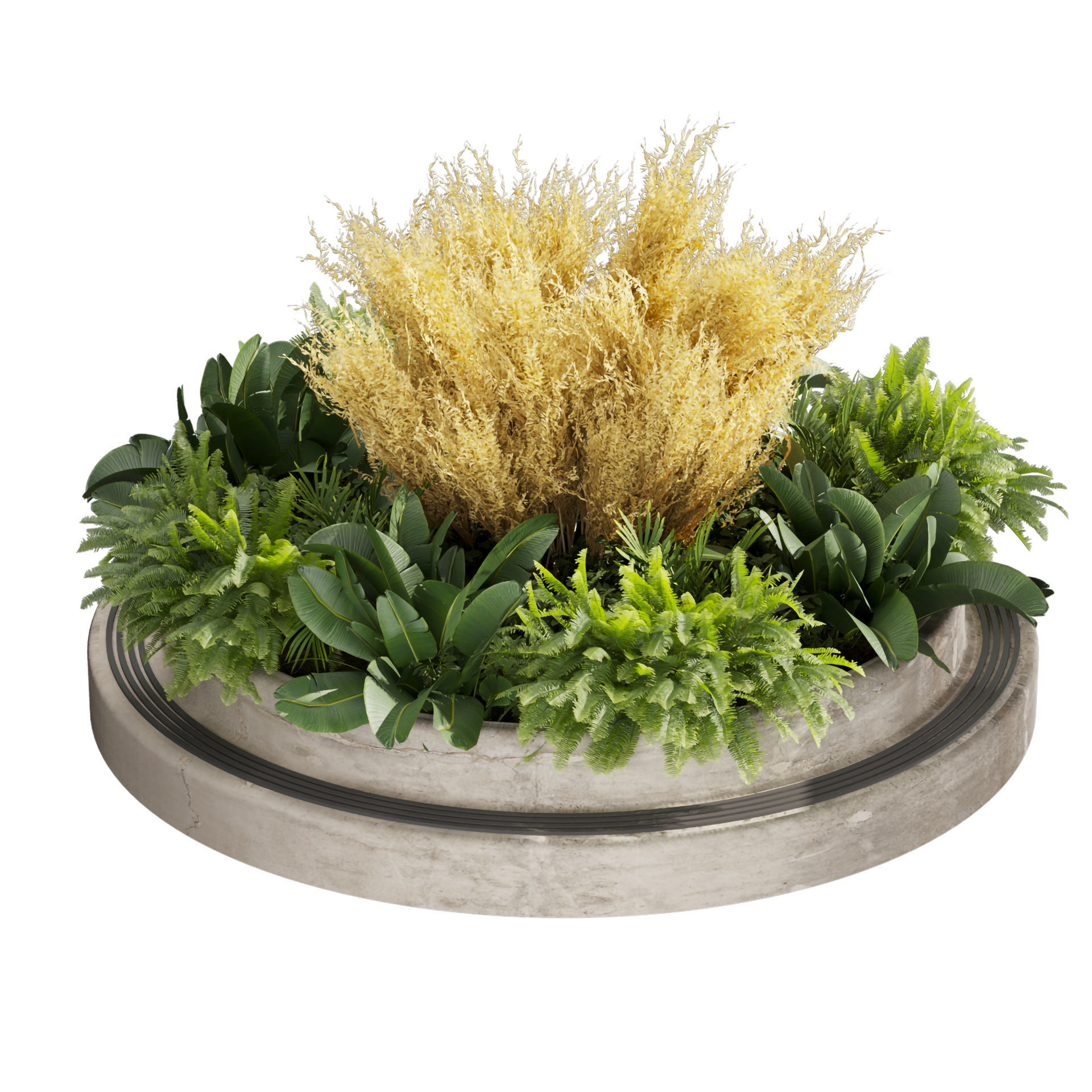 Collection plant vol 530 - garden - pampas - banana 3D model_2
