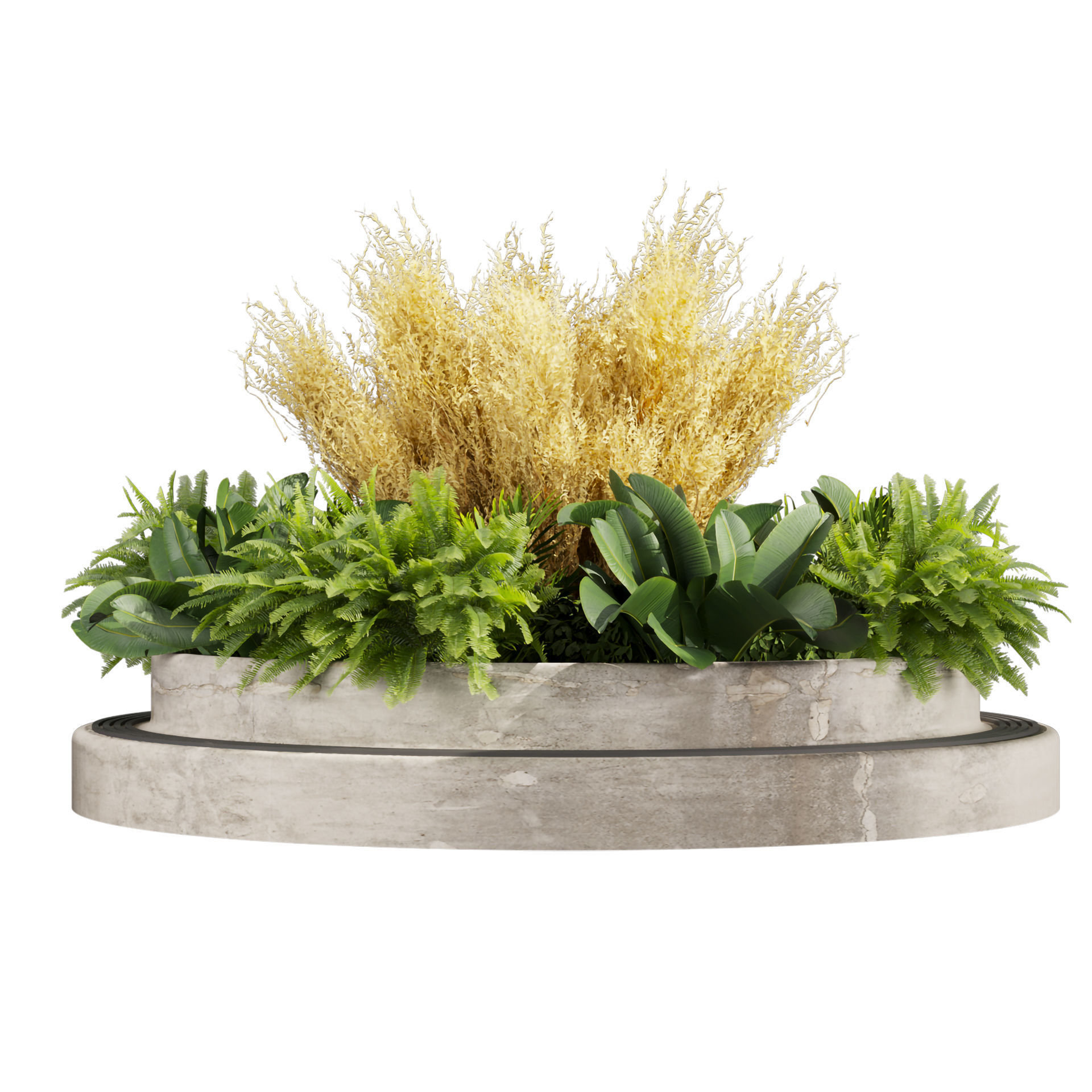 Collection plant vol 530 - garden - pampas - banana 3D model_1