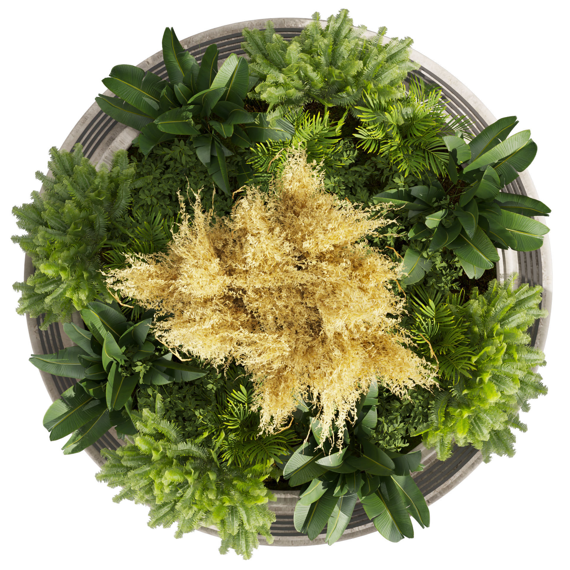 Collection plant vol 530 - garden - pampas - banana 3D model_5