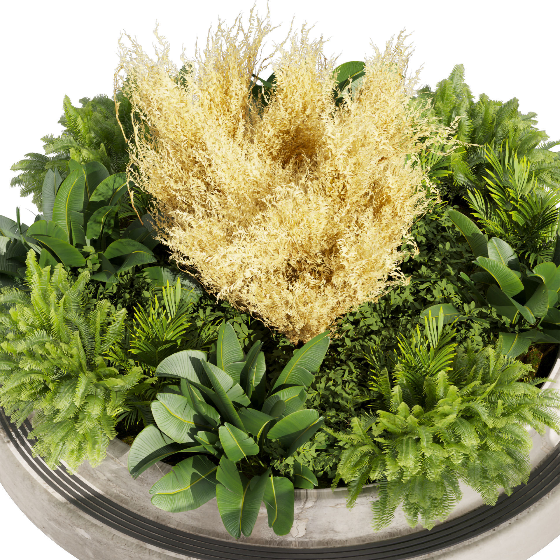 Collection plant vol 530 - garden - pampas - banana 3D model_3