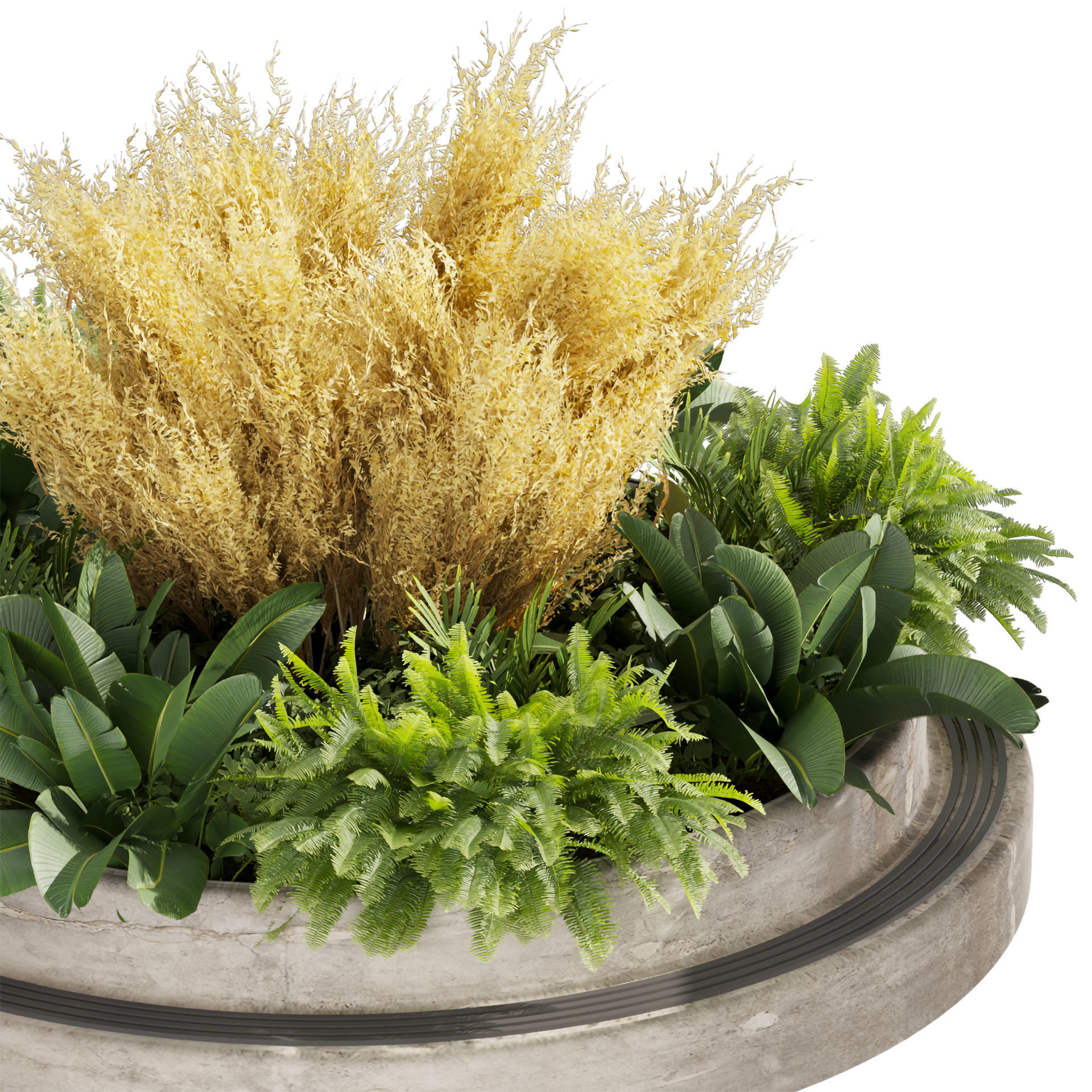 Collection plant vol 530 - garden - pampas - banana 3D model_4