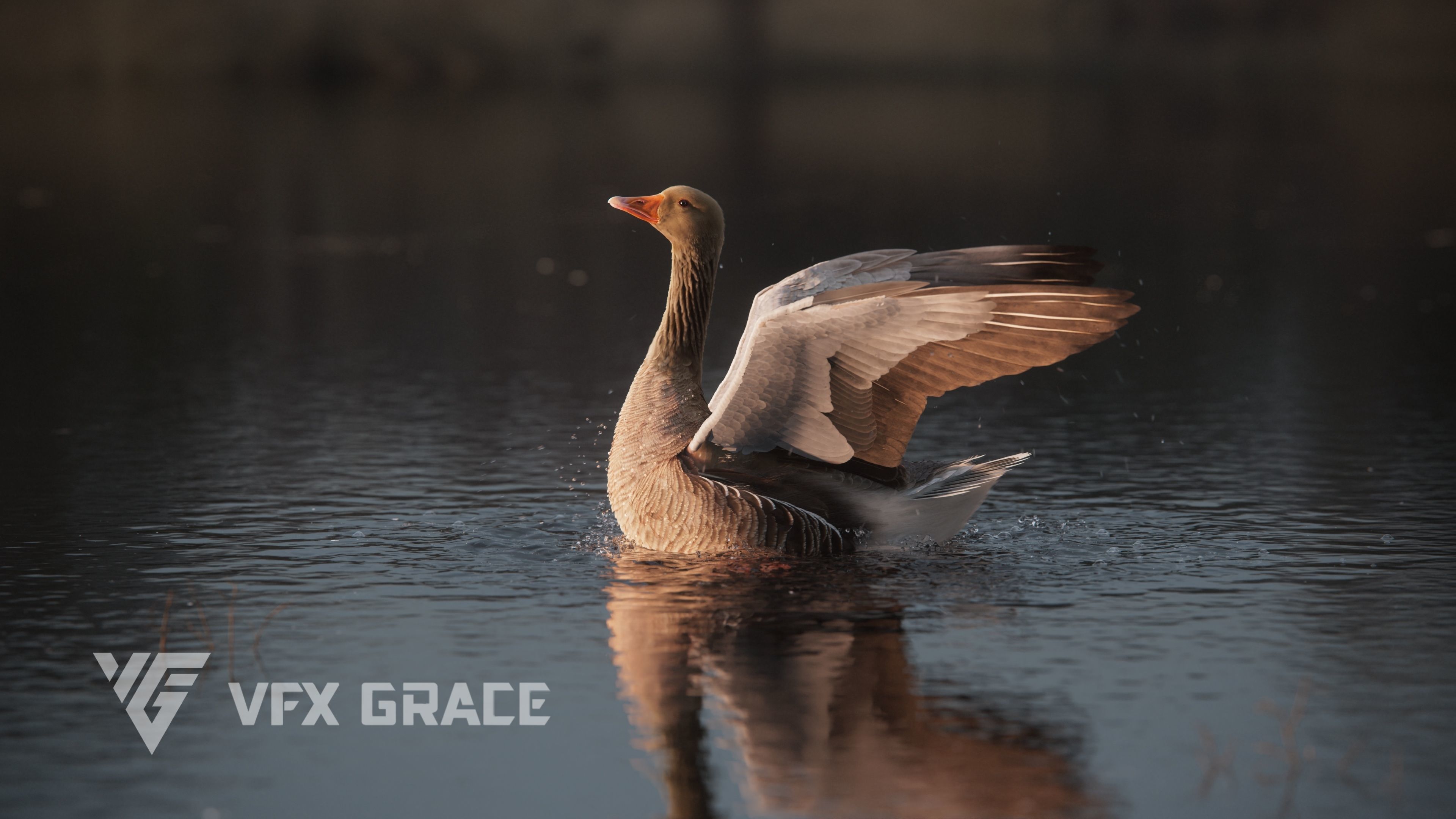 Goose Animation VFX Grace 3D model_8