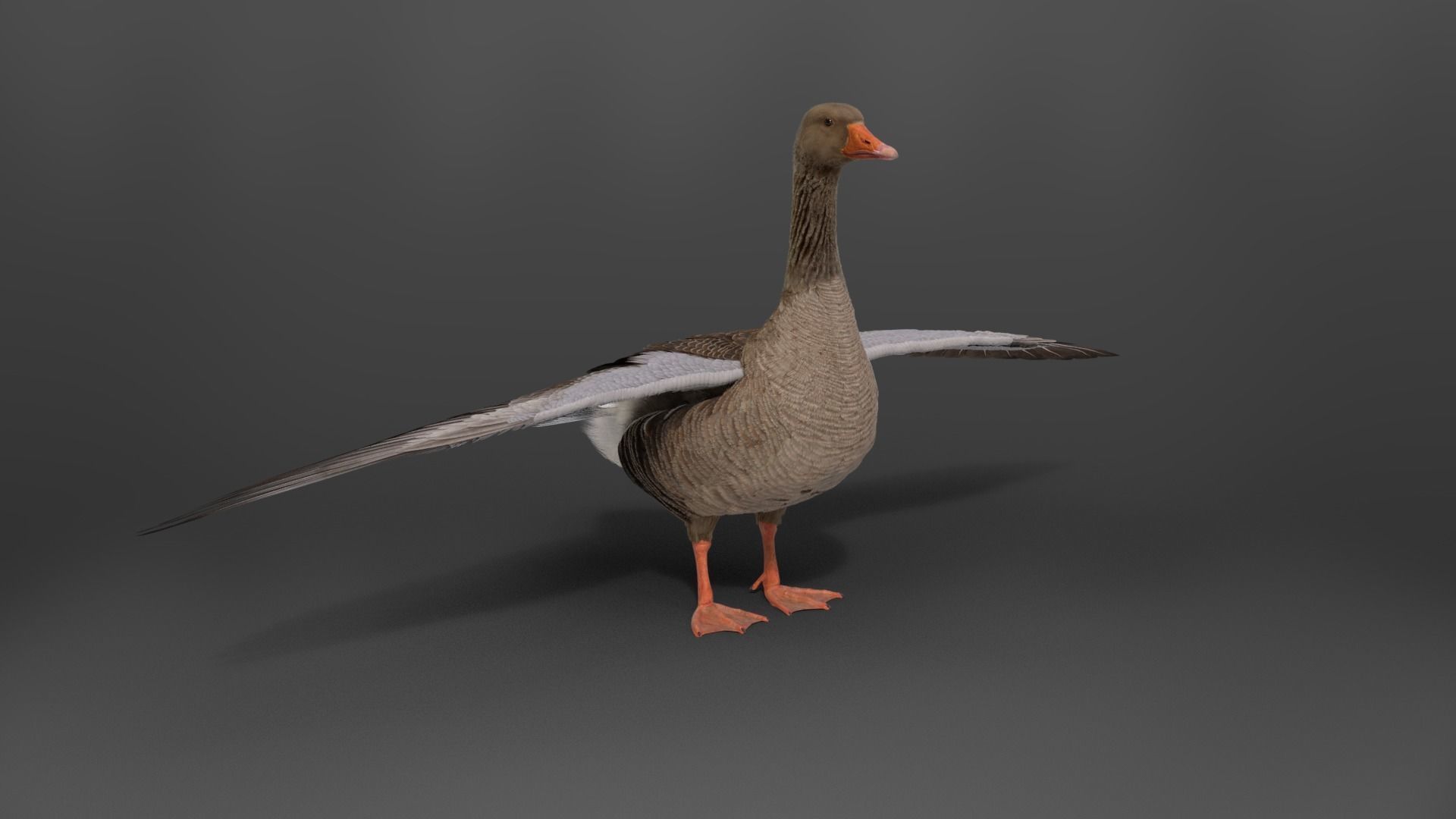 Goose Animation VFX Grace 3D model_10