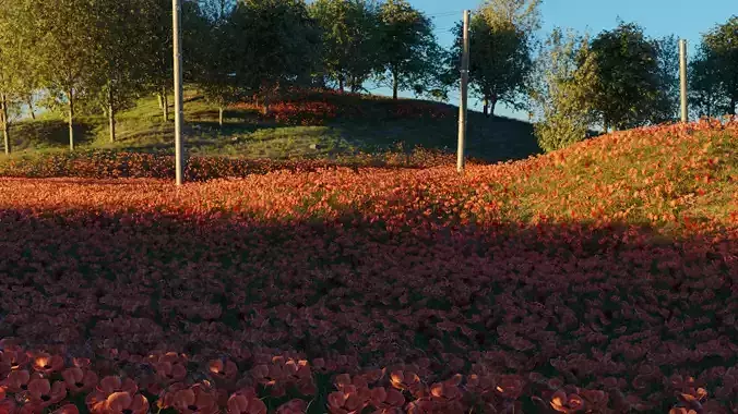 Poppy Field