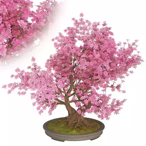 Charry Bonsai Blossom Tree 3D model