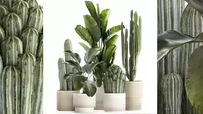 Set of Strelitzia banana palm cacti in white pots 1410 3D model