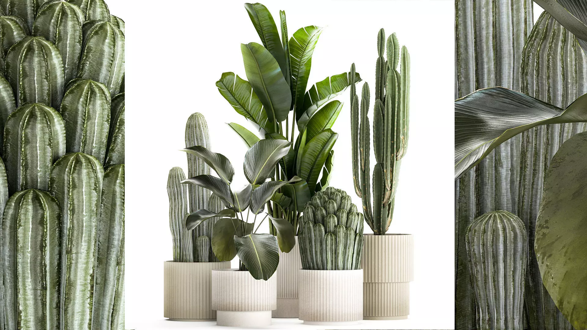 Set of Strelitzia banana palm cacti in white pots 1410 3D model