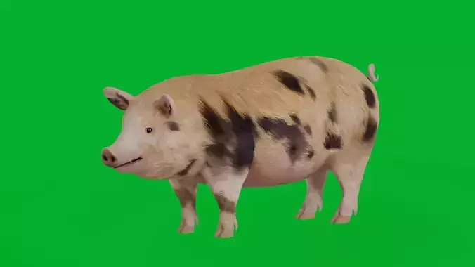 Oxford Sandy Forest Pig Animal