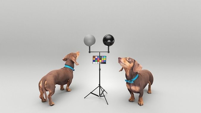 Playful dachshund dog 35 Low-poly 3D model
