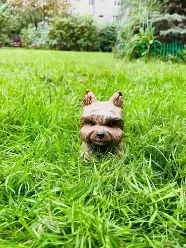 S00006 Dog Yorkshire Terrier