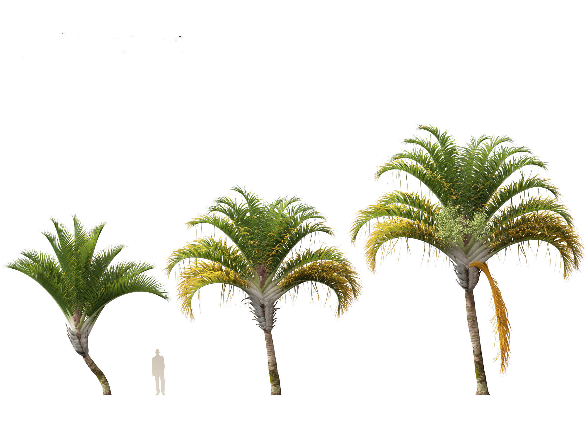 Dypsis decaryi - the Triangle Palm 3D model_5