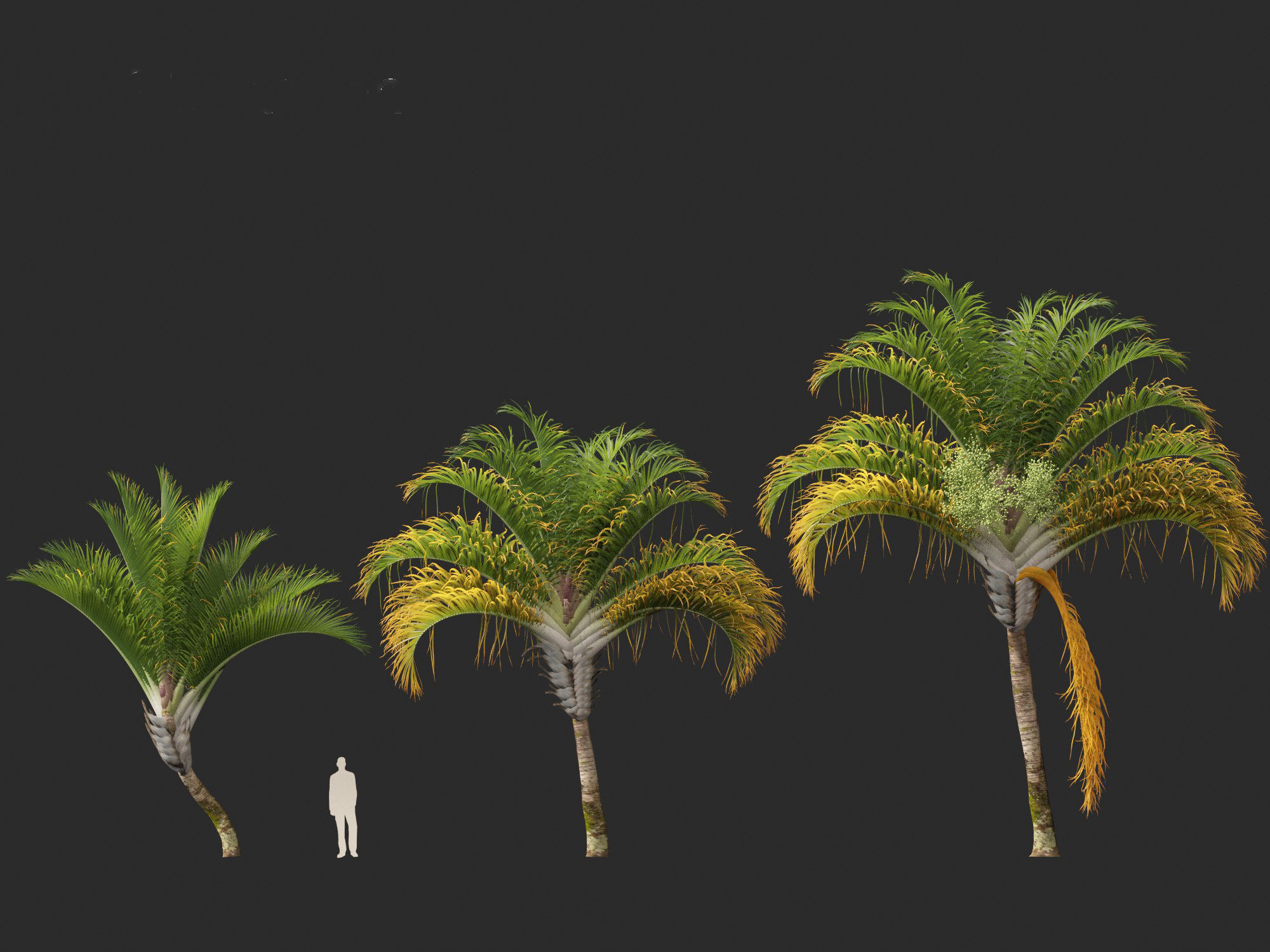Dypsis decaryi - the Triangle Palm 3D model_6
