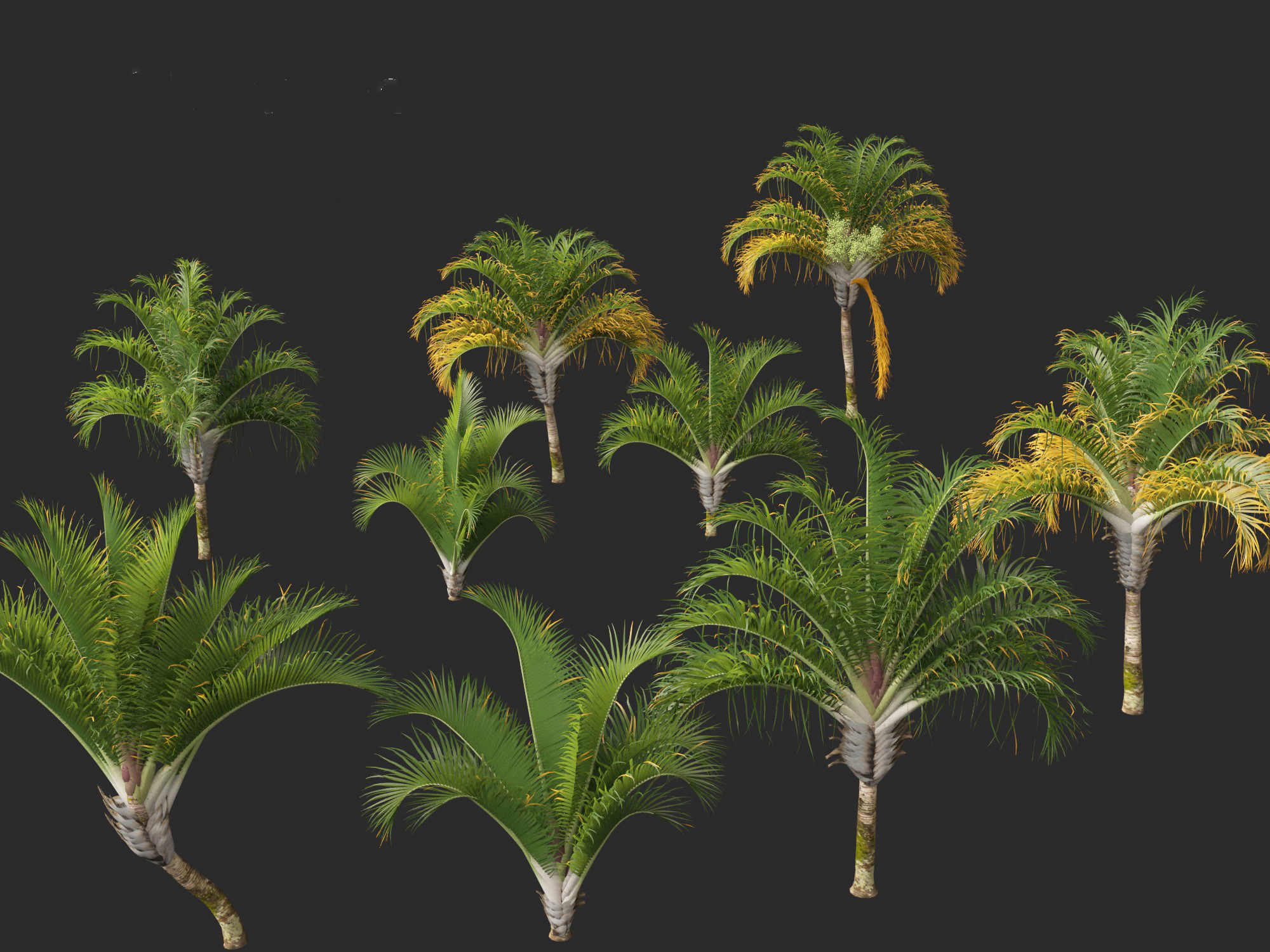 Dypsis decaryi - the Triangle Palm 3D model_1