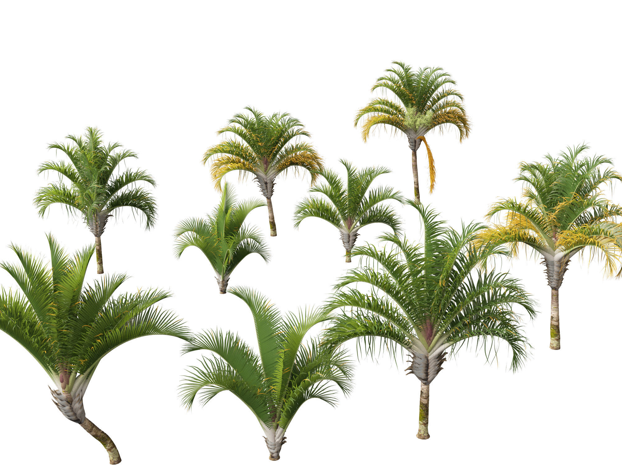Dypsis decaryi - the Triangle Palm 3D model_9