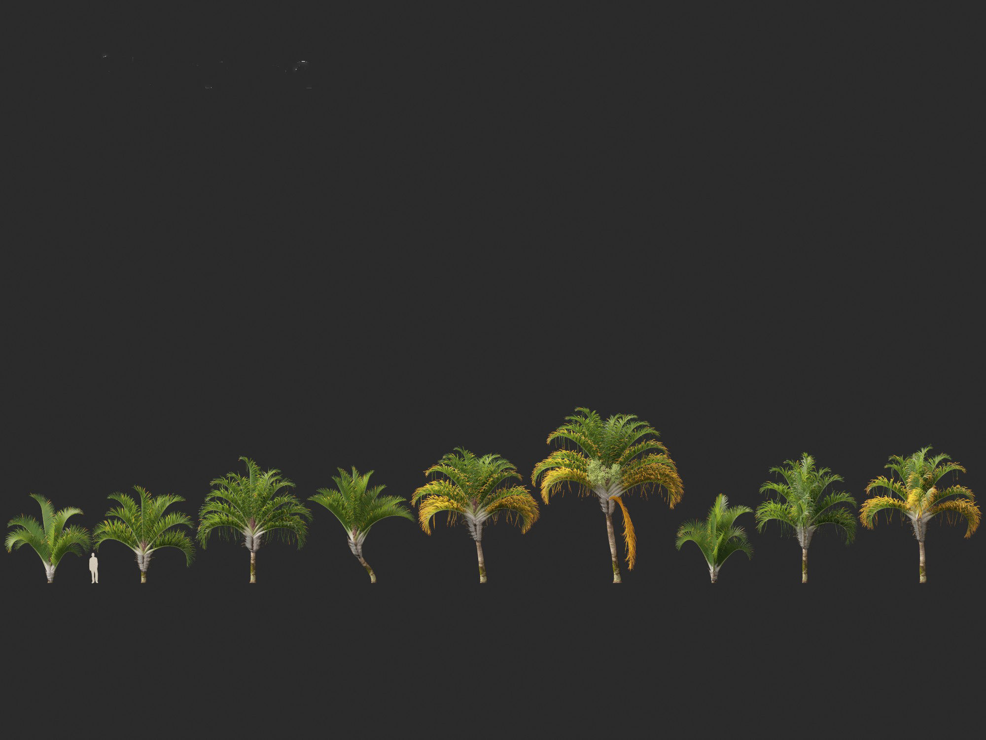 Dypsis decaryi - the Triangle Palm 3D model_2