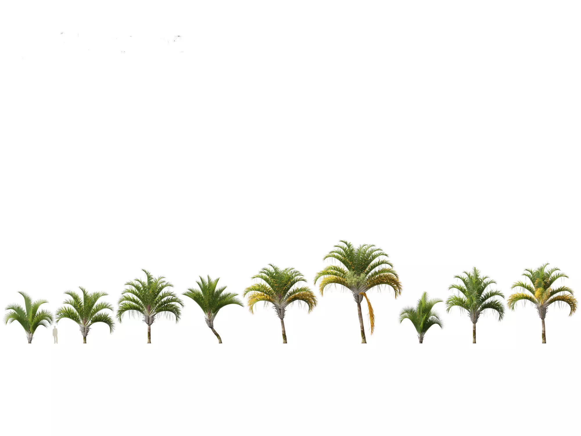 Dypsis decaryi - the Triangle Palm 3D model_0