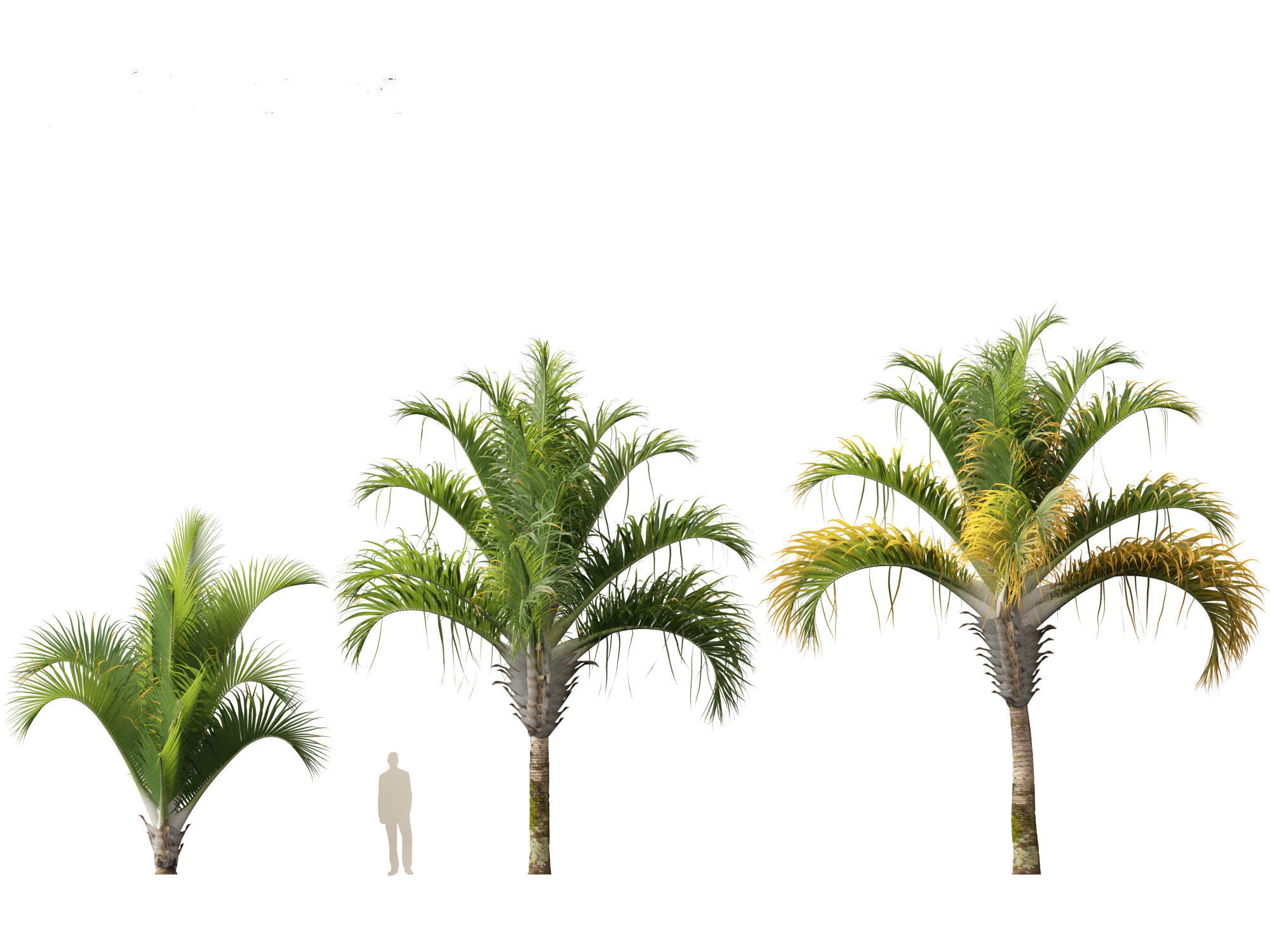 Dypsis decaryi - the Triangle Palm 3D model_7