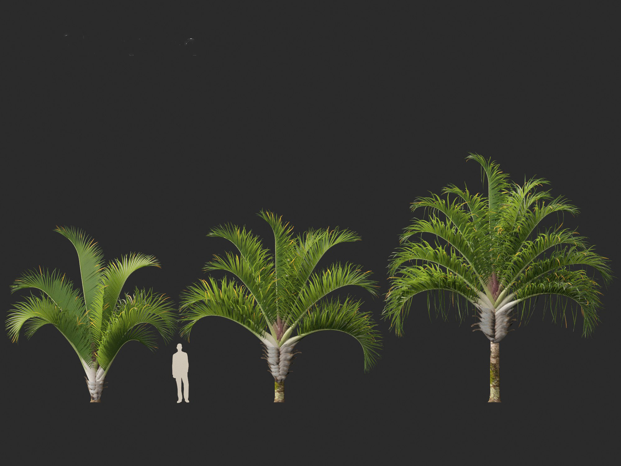 Dypsis decaryi - the Triangle Palm 3D model_4