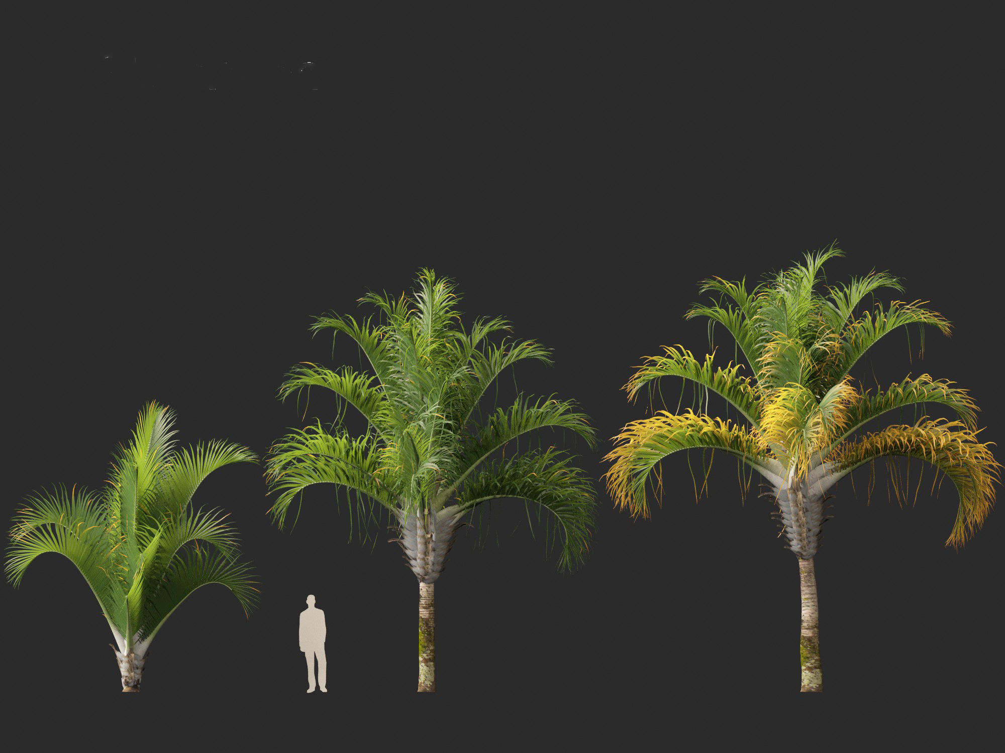 Dypsis decaryi - the Triangle Palm 3D model_8