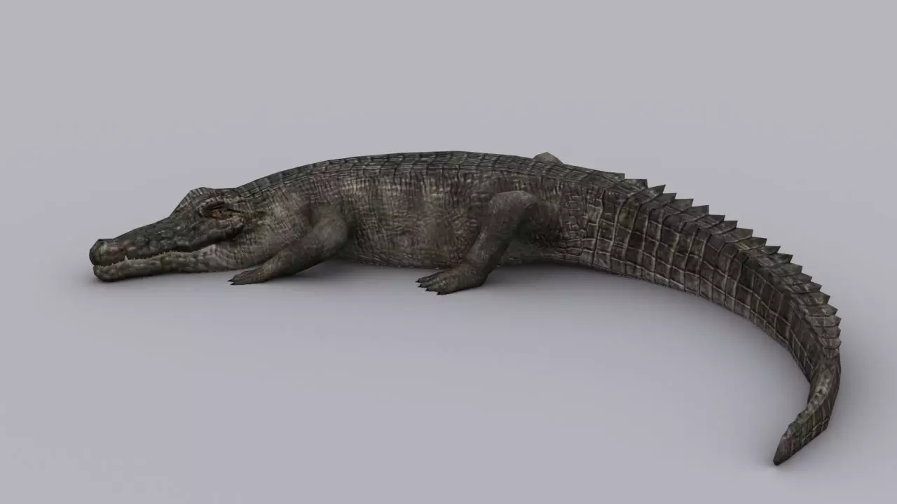 CROCODILE GAME READY ANIMATED MODEL Low-poly 3D model_0