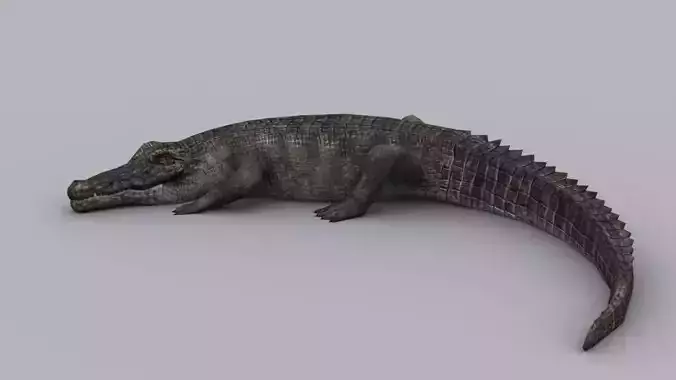 CROCODILE GAME READY ANIMATED MODEL Low-poly 3D model