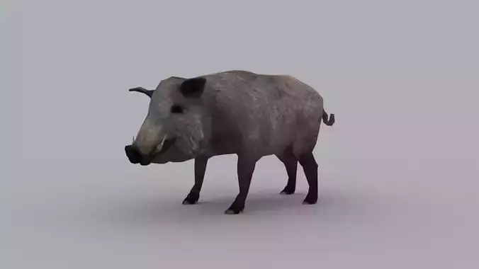 BOAR GAME READY ANIMATED MODEL Low-poly 3D model