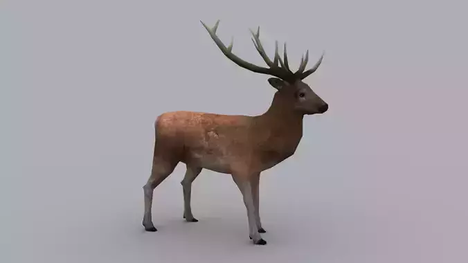 STAG GAME READY ANIMATED MODEL Low-poly 3D model