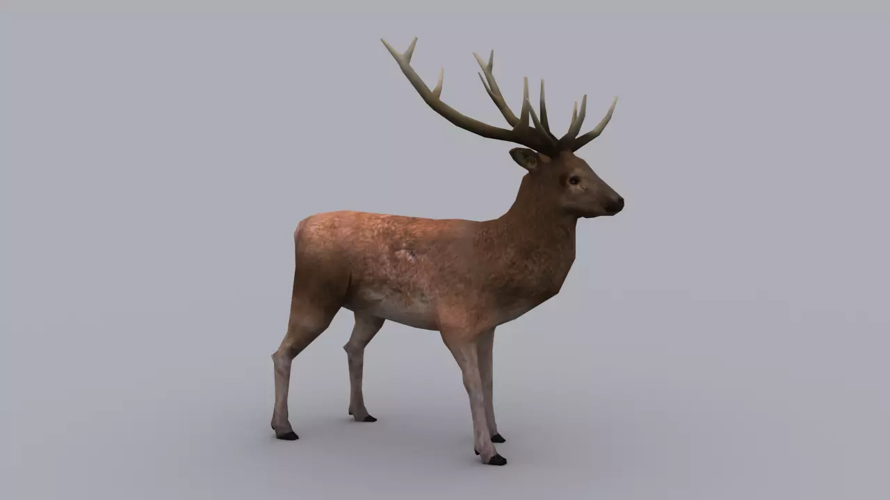 STAG GAME READY ANIMATED MODEL Low-poly 3D model_0