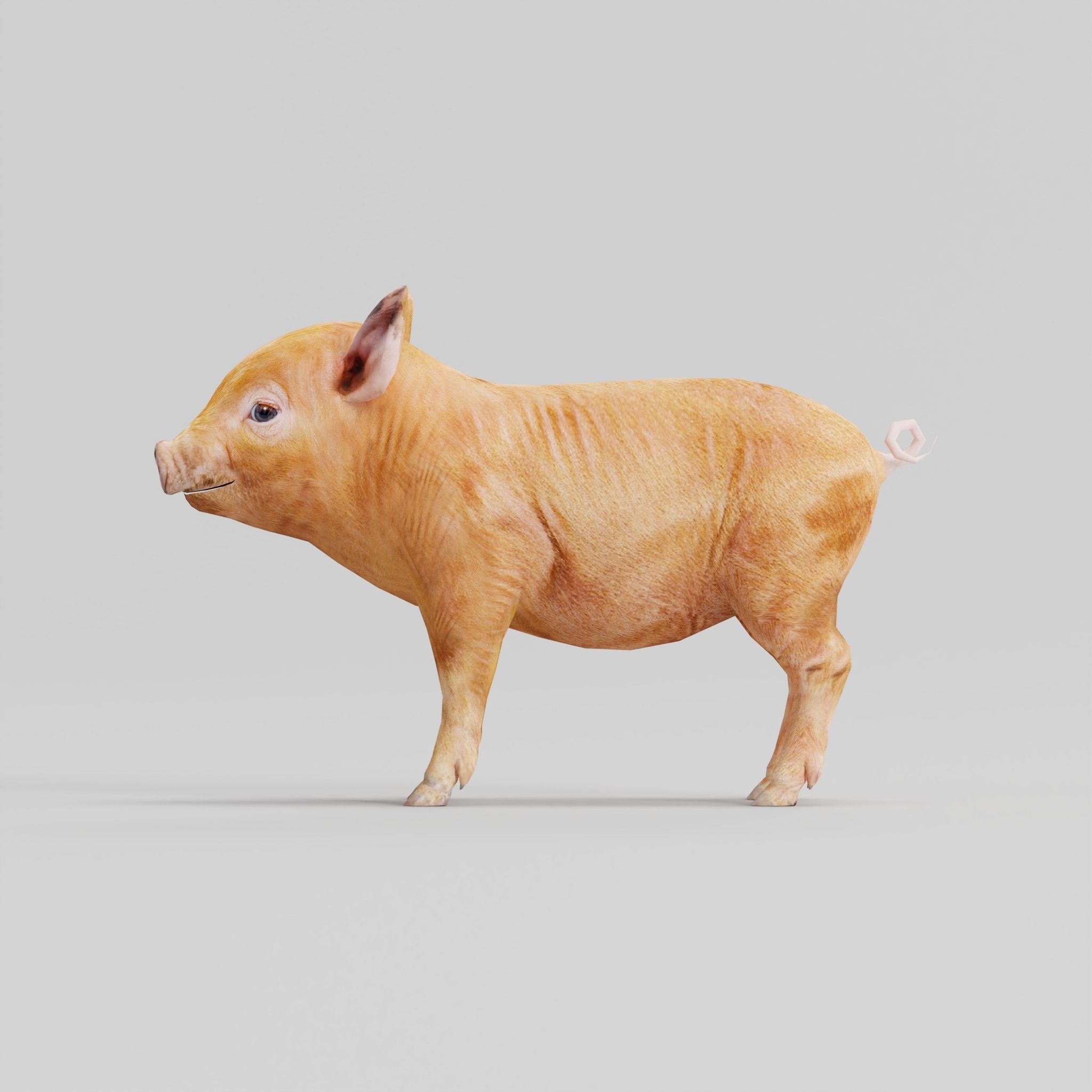 Miniature  Pig Animal Low-poly 3D model_4