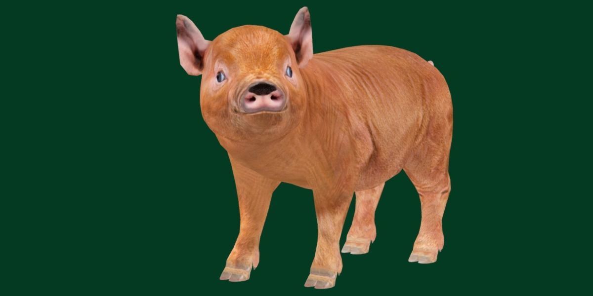 Miniature  Pig Animal Low-poly 3D model_21