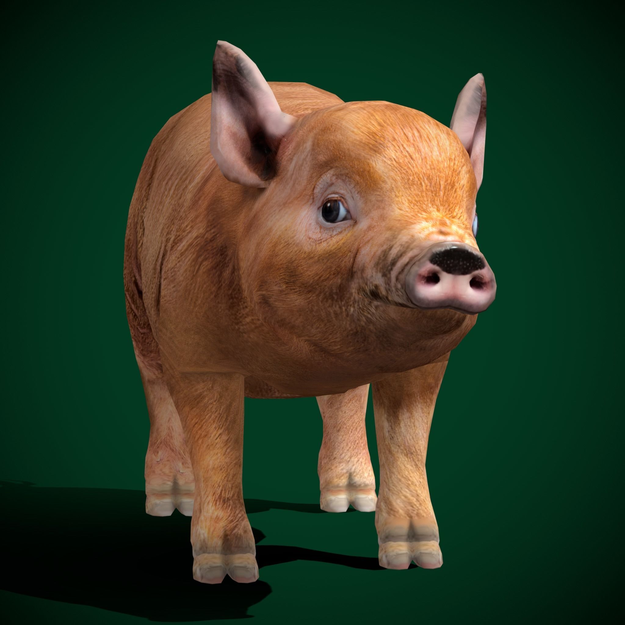Miniature  Pig Animal Low-poly 3D model_18
