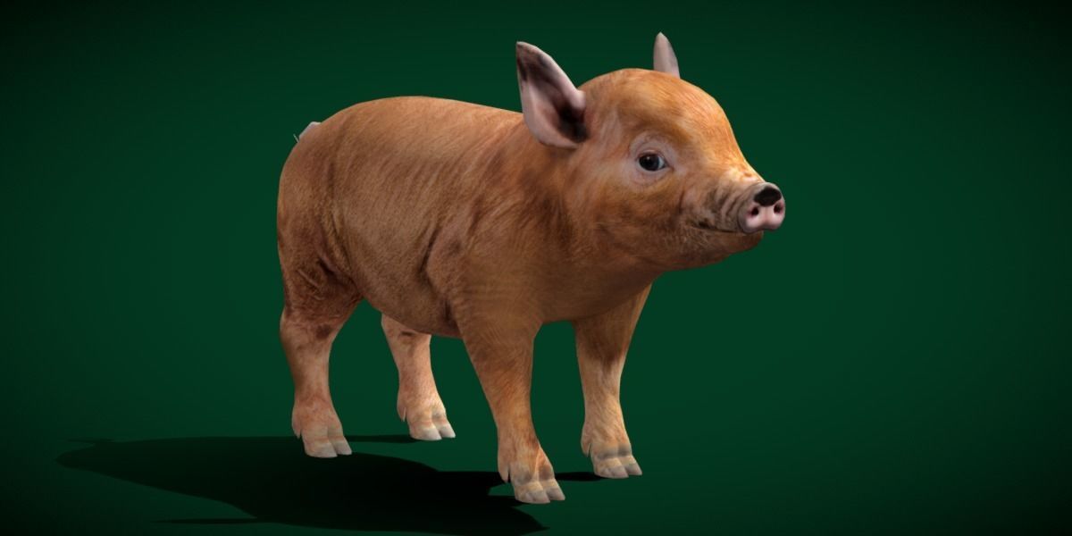 Miniature  Pig Animal Low-poly 3D model_7