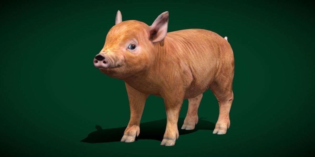 Miniature  Pig Animal Low-poly 3D model_26
