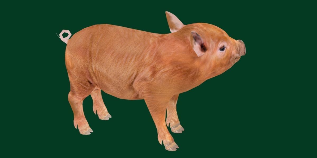 Miniature  Pig Animal Low-poly 3D model_22