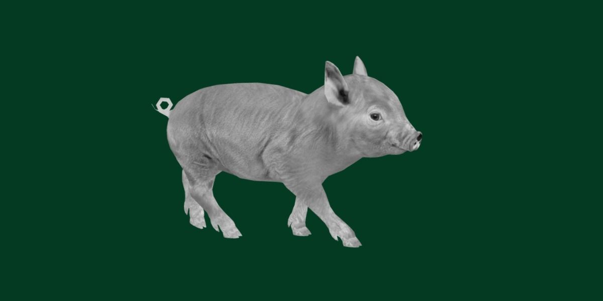 Miniature  Pig Animal Low-poly 3D model_8