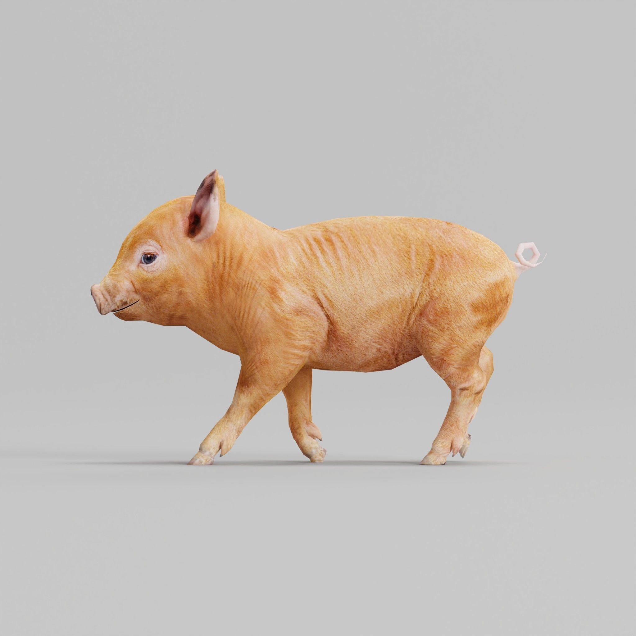 Miniature  Pig Animal Low-poly 3D model_27