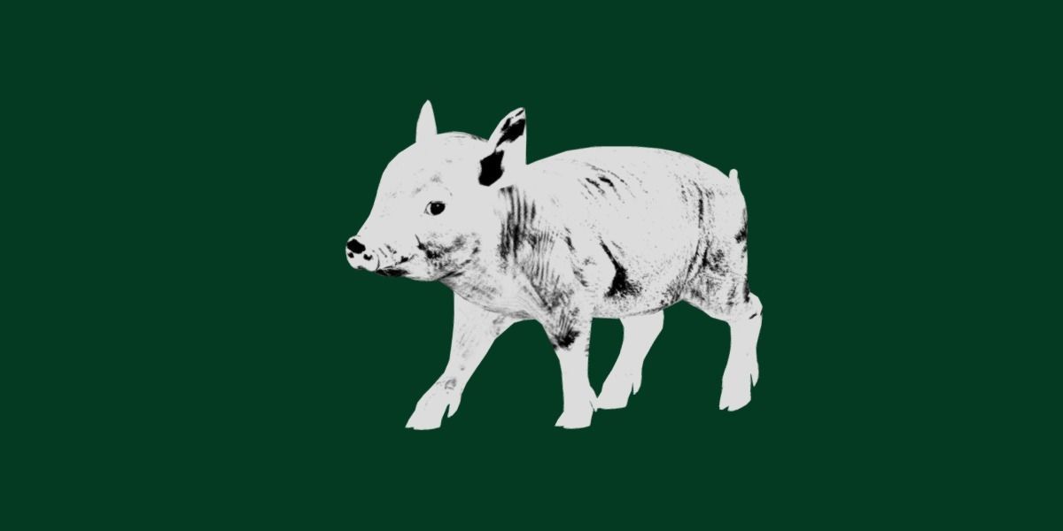 Miniature  Pig Animal Low-poly 3D model_23