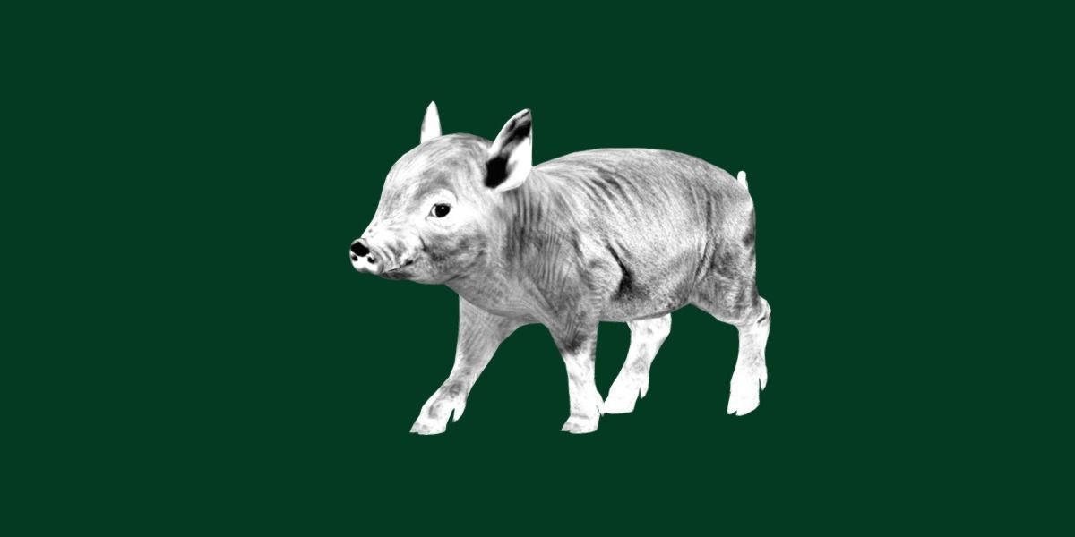 Miniature  Pig Animal Low-poly 3D model_25