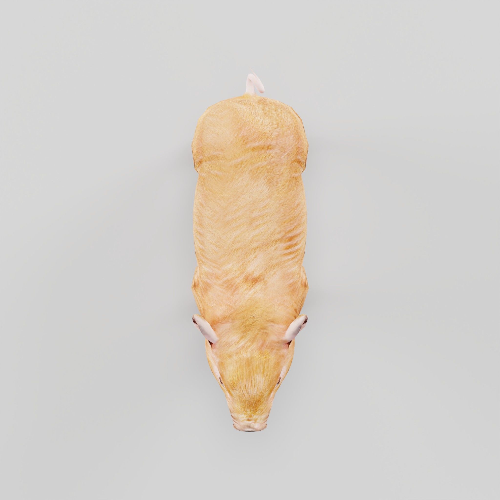 Miniature  Pig Animal Low-poly 3D model_5