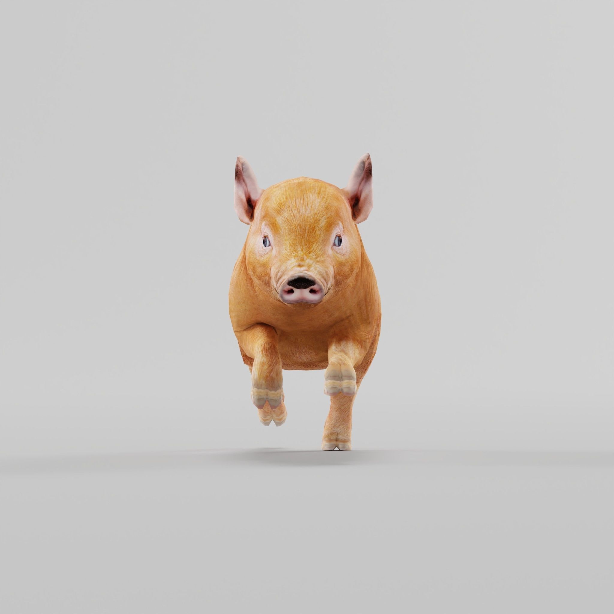 Miniature  Pig Animal Low-poly 3D model_29