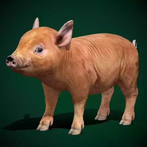Miniature  Pig Animal