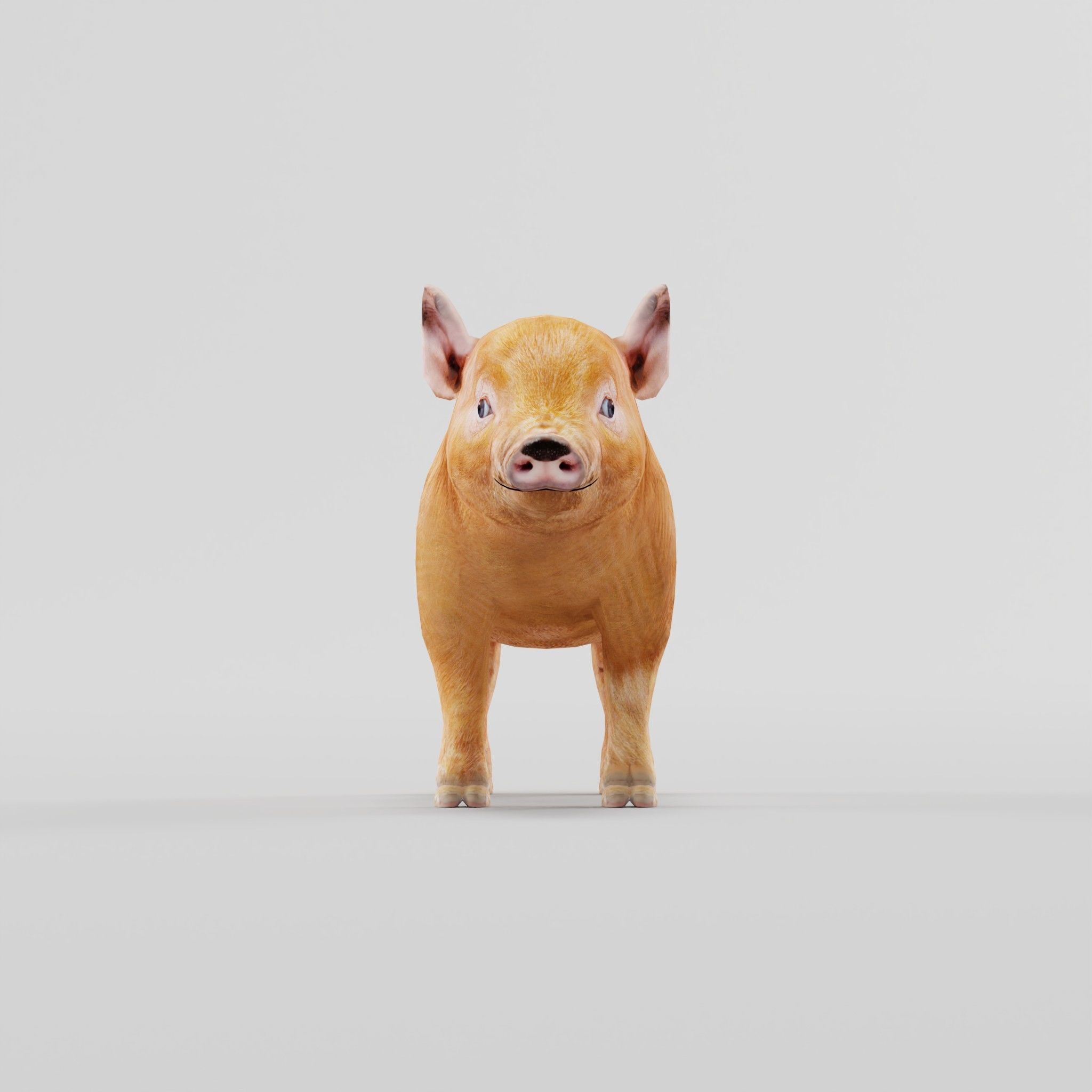 Miniature  Pig Animal Low-poly 3D model_3