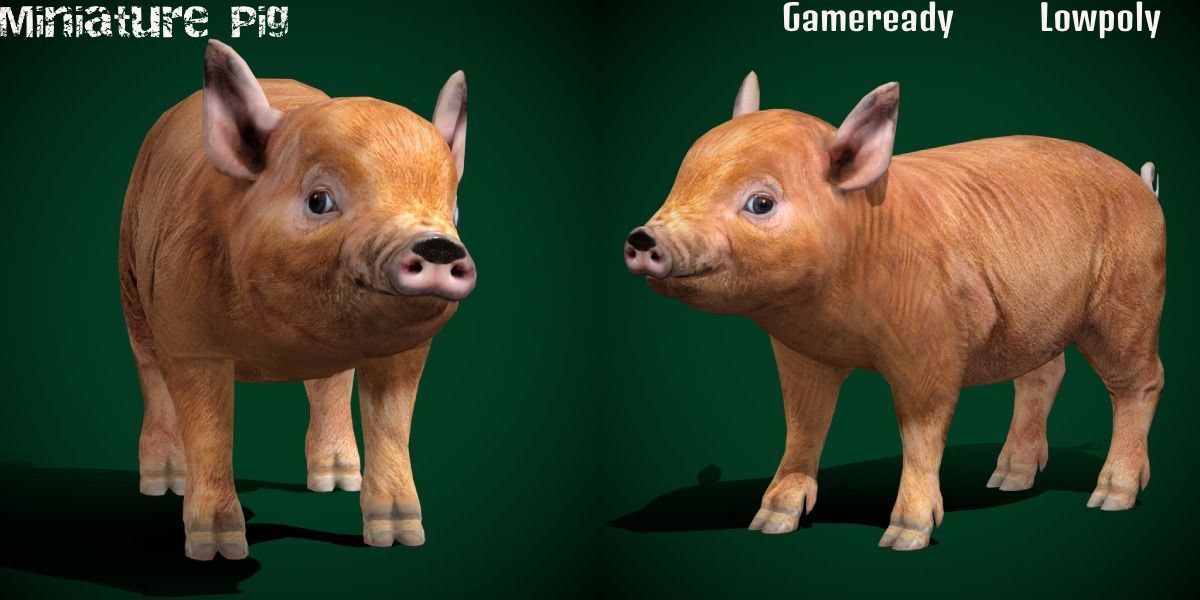 Miniature  Pig Animal Low-poly 3D model_2