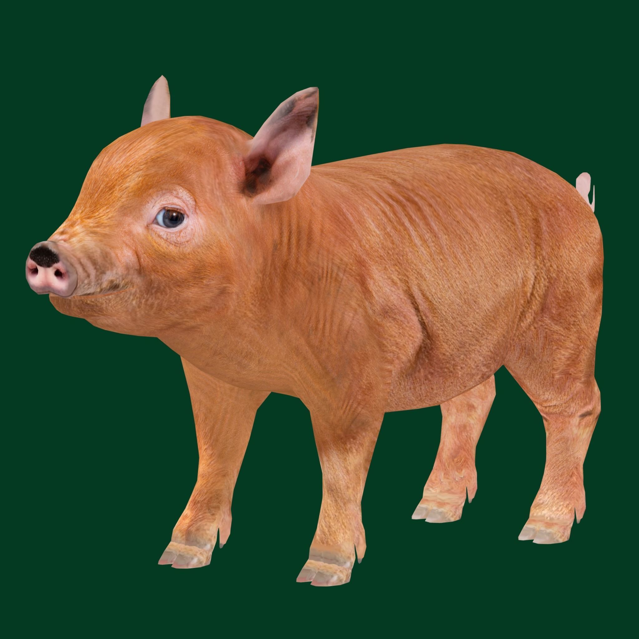 Miniature  Pig Animal Low-poly 3D model_15
