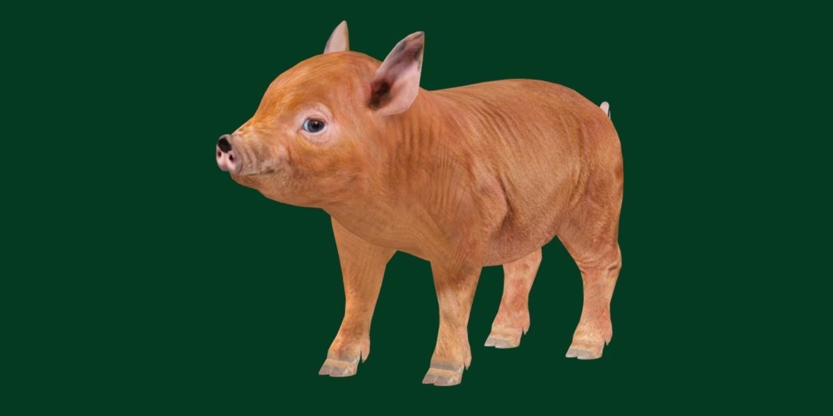 Miniature  Pig Animal Low-poly 3D model_20