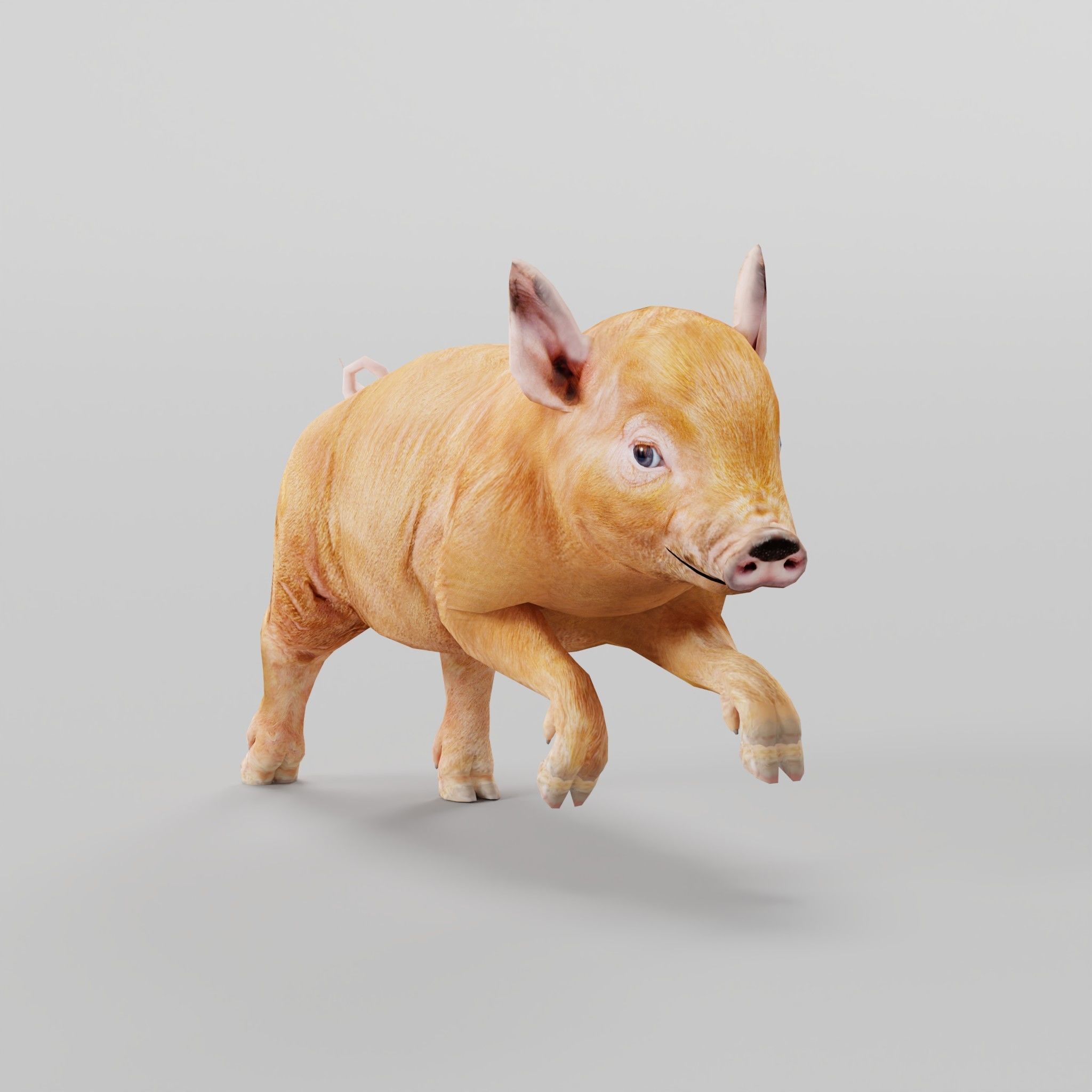 Miniature  Pig Animal Low-poly 3D model_28