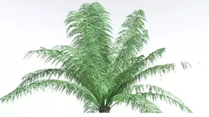EVERYPlant King Fern 1 --14 Models-- 3D model