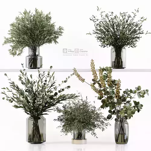 Collection Indoor Plants 051