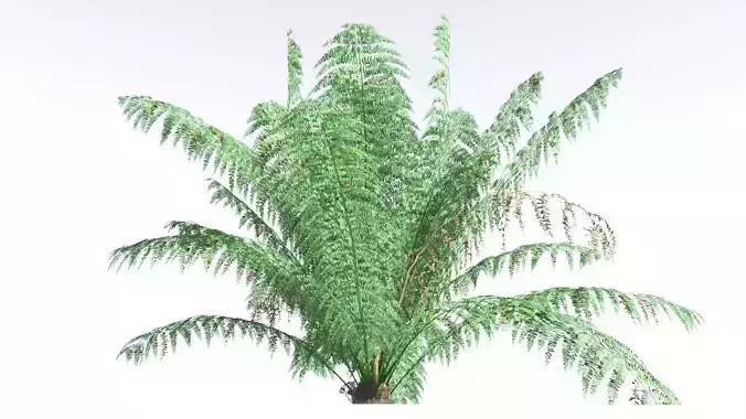 EVERYPlant King Fern 2 --14 Models-- 3D model